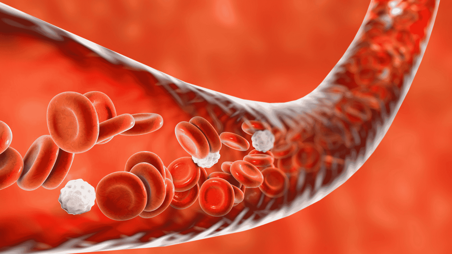 Illustration of small blood vessels supplying erectile tissue, the focus of focused shockwave treatment